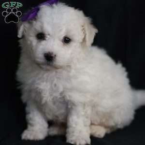 Bridget, Bichon Frise Puppy